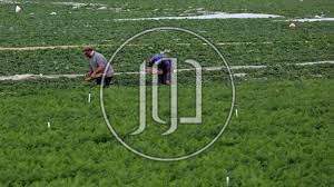 صور وظائف عمال وحرفيين في مصر - دوّر.كوم